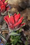 50 Red INDIAN PAINTBRUSH Castilleja Indivisa Flower Seeds