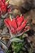 50 Red INDIAN PAINTBRUSH Castilleja Indivisa Flower Seeds by Seedville