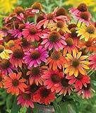 Warm Summer Coneflower Seeds (Echinacea) 50 Seeds Upc 647923988932