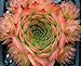 Sunset Hens & Chicks - Sempervivum - Very Hardy - Live Plant - Quart Pot