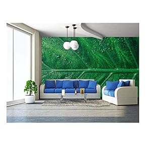 Beautiful Green Leaf with Shiny Drops - Removable Wall Mural | Self-Adhesive Large Wallpaper - 66x96 inches