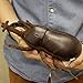 Hamee Giant Rhinoceros Beetle Plush Leather Insect Doll (11 inch)