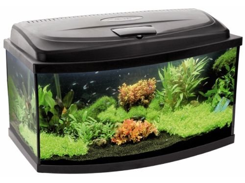 Aquael Aquarium Set Classic 80, oval online bestellen