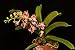 Rhy. gigantea 'Peach' NEW! Collectors item! Very Fragrant! Foxtail Orchid plant