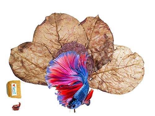 FANCYTE 18-25CM 50 Grams(25PIECES ) INDIAN ALMOND LEAVES Fish Tank for Shrimp Crayfish, Betta Fish ,Improve Comfort by Simulating House For Fish Healthy