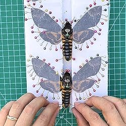 vinatimes Lot of 2 Real Death Head Moth Acherontia