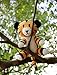 Mini Regit The Tiger Plush, 5-Inch Tall Hanging Stuffed Animal Toy