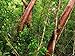 Mamajuana Aphrodisiac Dry Set Native Dominican Herbs&roots