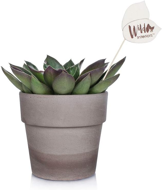 Wild Interiors WI106 Echeveria Live Indoor Plant, Shelf Size (5" Pot), Green