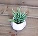 Small Faux Aloe Succulent in White Geometric Ceramic Planter - 4.5 x 6.5 Inches - Marmeda Decor Potted Artificial Plant in Glazed Vase - Modern Decor for Home or Office