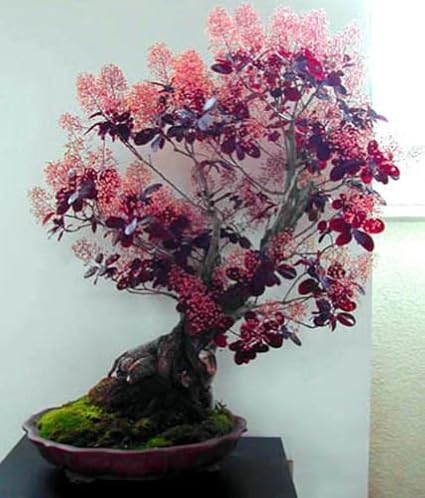 Smoke Tree Bonsai Bonsai Tree