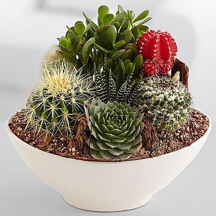 Floral Masters - New Home Gifts - Same Day Housewarming Flowers Delivery - Office Flowers - Corporate Flowers - Housewarming Gifts