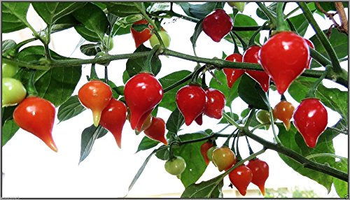 Chupetinha Pepper (20 seed)Biquinho Ardida (ardida means Chupetinha Pepper (20 seed)Biquinho Ardida (ardida means
