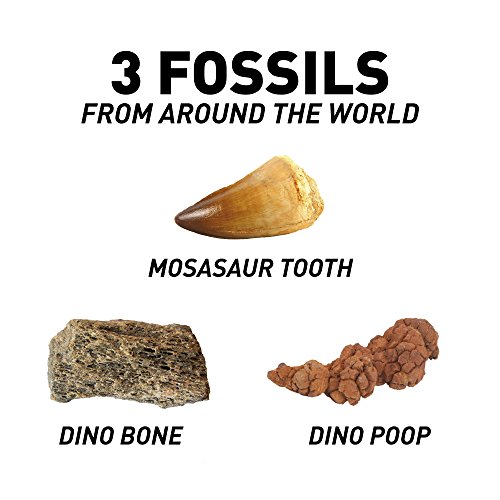 image for NATIONAL GEOGRAPHIC Dino Fossil Dig Kit - Excavate 3 real fossils incl