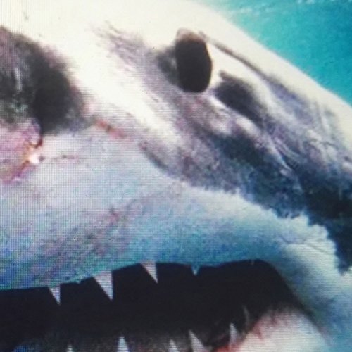 Savas & Sido - Royal Bunker - Zortam Music