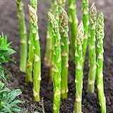TomorrowSeeds - Mary Washington Asparagus Seeds