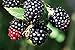Black Satin Thornless Blackberry Plant - NEW! - 2.5" Pot