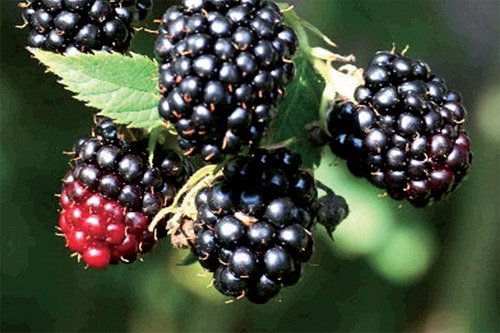 Black Satin Thornless Blackberry Plant - NEW! - 2.5
