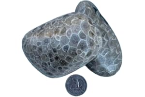 Generic Small, Medium or Large Single Premium Petoskey Stone | Tumbled | Northern Michigan | Great Lakes | White, Grays, Brown