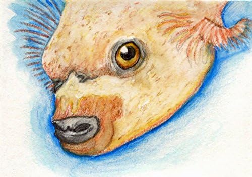 ACEO Original Drawing-Dog Face Puffer Fish-Carla Smale