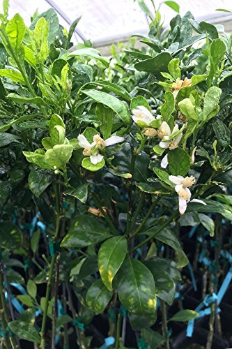 Calamondin Orange Tree, Mandarin Kumquat Hybrid Citrus (Excludes: CA,TX,LA,AZ)