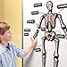 Educational Insights 3-D Magnetic Demonstration Skeleton