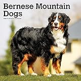 Bernese Mountain Dogs 2020 12 x 12 Inch Monthly Square Wall Calendar, Animals Dog Breeds by 