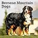 Bernese Mountain Dogs 2020 12 x 12 Inch Monthly Square Wall Calendar, Animals Dog Breeds by 