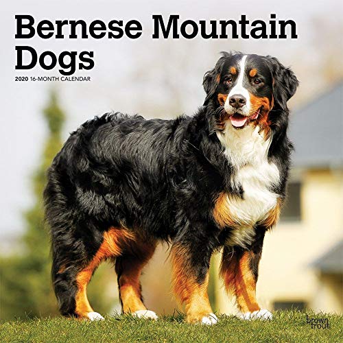 Bernese Mountain Dogs 2020 12 x 12 Inch Monthly Square Wall Calendar, Animals Dog Breeds by BrownTrout Publishers Inc.