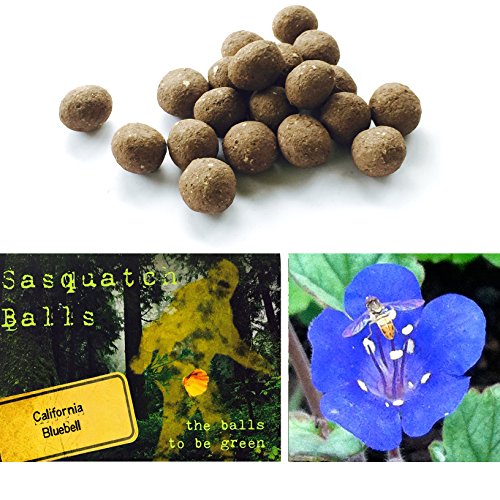 20 California Bluebell Sasquatch Balls. The Ultimate Seed Bombs for the Western US. (Phacelia campanularia)