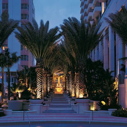 Creative Farmer Palm Trees Seeds Date Fruit Seeds Palm Seeds Seeds Kitchen Garden Seeds Pack