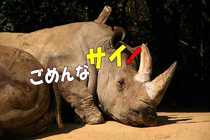 Amazon 言葉で伝えるポストカードａｉｒ ごめんなサイ 謝罪用ポストカード 絵葉書ハガキ グリーティングカード 文房具 オフィス用品