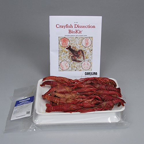 Crayfish Dissection BioKit for 30 Students