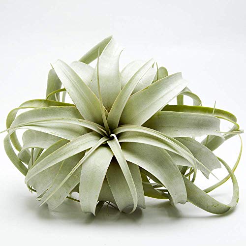Garden in the City Air Plant Tillandsia Xerographica 6" Wide, Greenhouse Grown,
