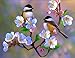 KOTWDQ DIY 5D Diamond Painting Bird Rhinestone Pictures of Crystals Embroidery Animal Street Arts Home Decor 12x16 inch L1114114