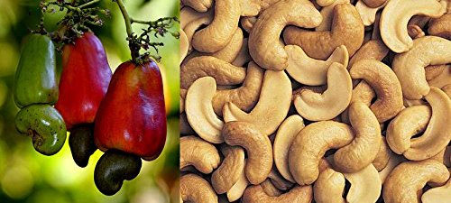 Cashew Nut Cashew Apple Tree Fruit Live Plant Grafted Priyanka Variety Amazon In Garden Outdoors