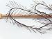 Dark Chocolate Brown Eyelash Yarn 50 Gram Ice 22754