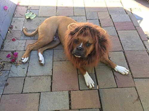 Lion Mane Wig for Dog Outfit | Medium - Large Lion Mane for Dog Costume | Cool Fancy Dog Hair with Changeable Size | Funny Awesome Realistic Comfortable Dog Costume | Trendy Dog Outfit by Jomaraan
