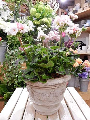 Amazon ゼラニウム ゼラニューム ホワイトtoローズ花色が白からピンクに変わりますアンティーク風のテラコッタ陶器鉢植え シンプル仕上げで手間要らず 花色がホワイトからローズへ変化してきます欧米の権威あるコンテストにて金賞受賞 観葉植物 オンライン通販