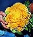 Orange Cheddar Cauliflower 15 Seeds - Unique - Veggie