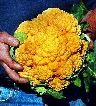 Orange Cheddar Cauliflower 15 Seeds - Unique - Veggie Orange Cheddar Cauliflower 15 Seeds - Unique - Veggie