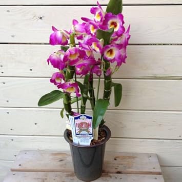 Amazon 鉢花 デンドロビウム 4号 品種を選べます 受け皿付 特選品種 遊恵盆栽 観葉植物