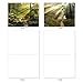 The Best Card Company - Box of 10 All Occasion Cards Blank (4 x 5.12 Inch) - Scenic Landscape Cards Assorted - Shining Through M1735BN