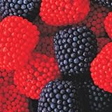 Blueberry and Strawberry Blue & Red Gumdrops 1lb Bag