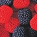 Blueberry and Strawberry Blue & Red Gumdrops 1lb Bag
