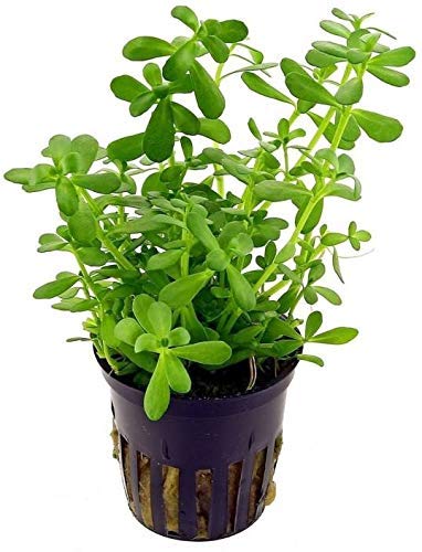 Bharat Herbs Care Neer Brahmi/Bacopa Monnieri Outdoor Live Plant with in Plastic Bag (1 Fresh Live Plant in Poly Bag)