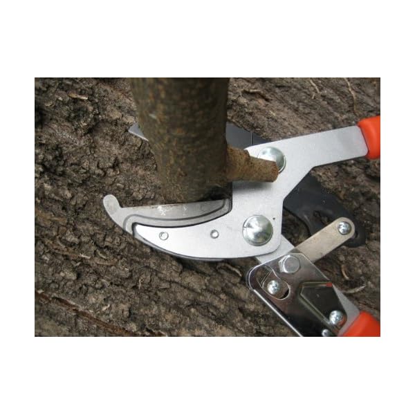 Gartenpaul Teleskop Astschere mit 6-Fach verstellbaren Griffen | Amboss Klingensystem mit Antihaftbeschichtung… – Bild 8