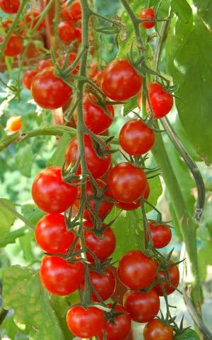 Viridis Hortus - Tomato Cherry Red Small 200 Vegetable Seeds (GMO Free)