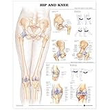 Cover of Hip and Knee Anatomical Chart