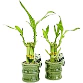 Coop &amp; Harp Small Lucky Bamboo Live Indoor Plant with Ceramic Vase, Live Indoor Lucky Bamboo for Home, Office and Gift (2PK Panda)